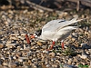 Uccelli charadriiformi 02 - Gabbiano corallino.jpg